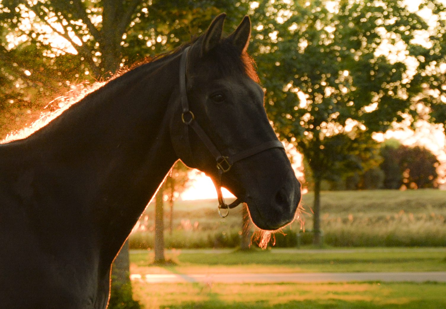 Paardensportvereniging Troje